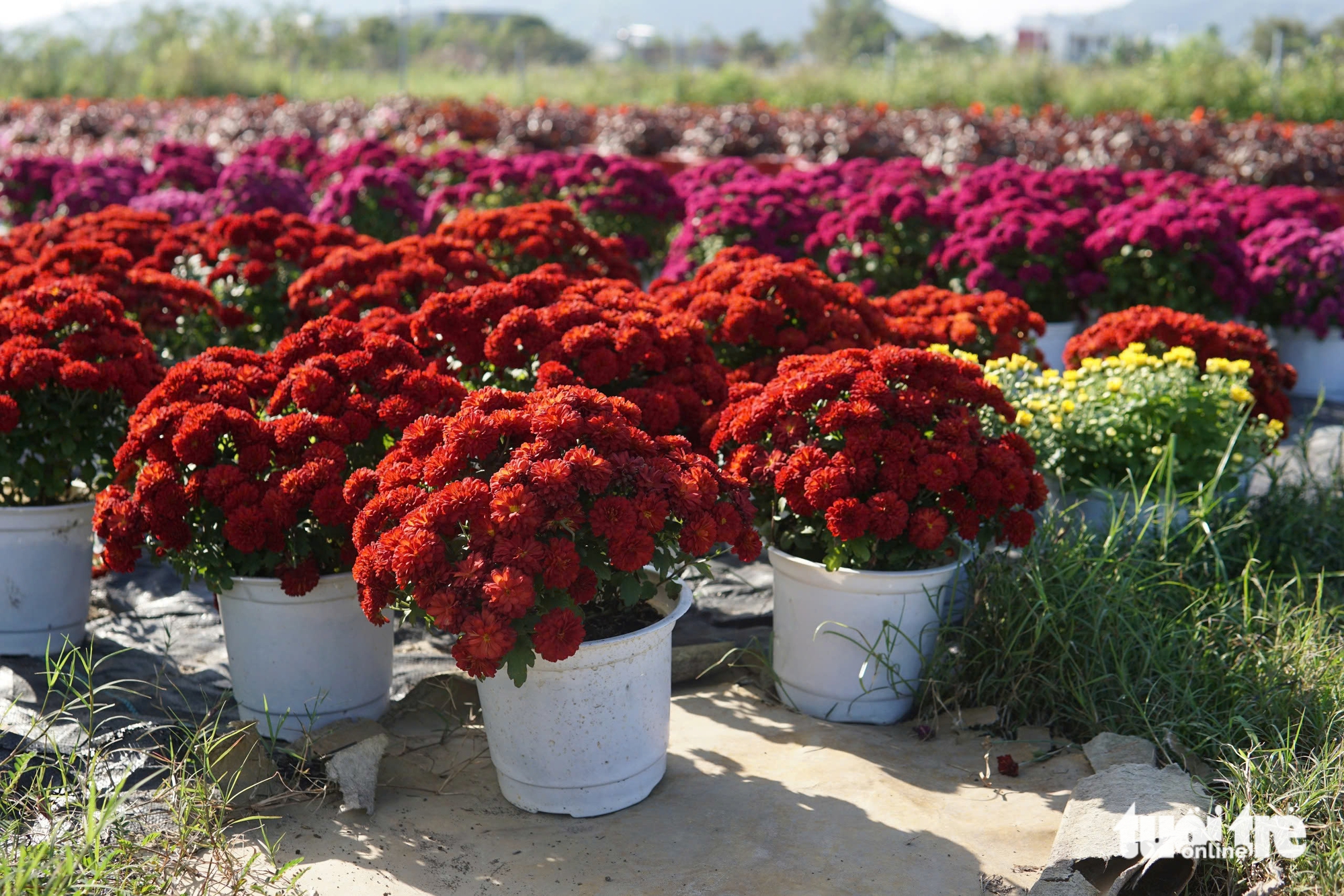 Xuân về trên các vựa hoa Tết Đà Nẵng: Dự kiến giá hoa không tăng 6 Xuân về trên các vựa hoa Tết Đà Nẵng: Dự kiến giá hoa không tăng - Ảnh 6.