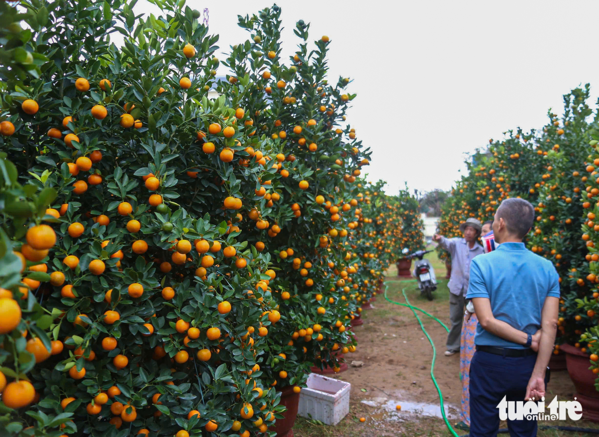 Vượt thiên tai, quất Tết Đà Nẵng vẫn đa dạng, dáng đẹp, quả đều 2 Đà Nẵng - Ảnh 2.