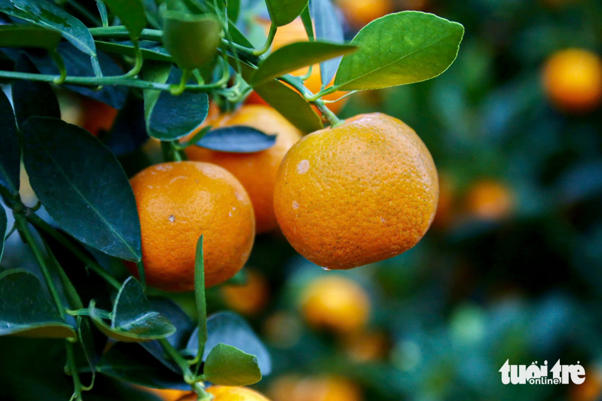 Vượt thiên tai, quất Tết Đà Nẵng vẫn đa dạng, dáng đẹp, quả đều 3 Đà Nẵng - Ảnh 3.