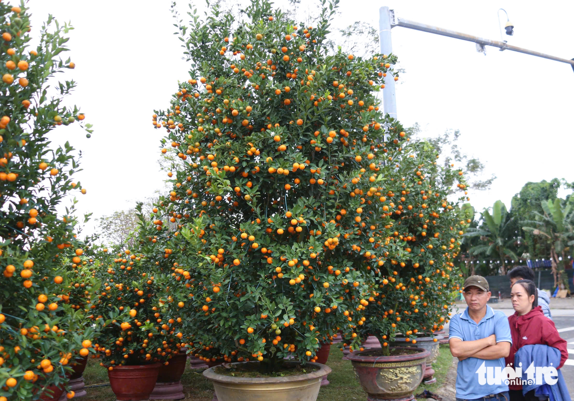 Vượt thiên tai, quất Tết Đà Nẵng vẫn đa dạng, dáng đẹp, quả đều 4 Đà Nẵng - Ảnh 4.