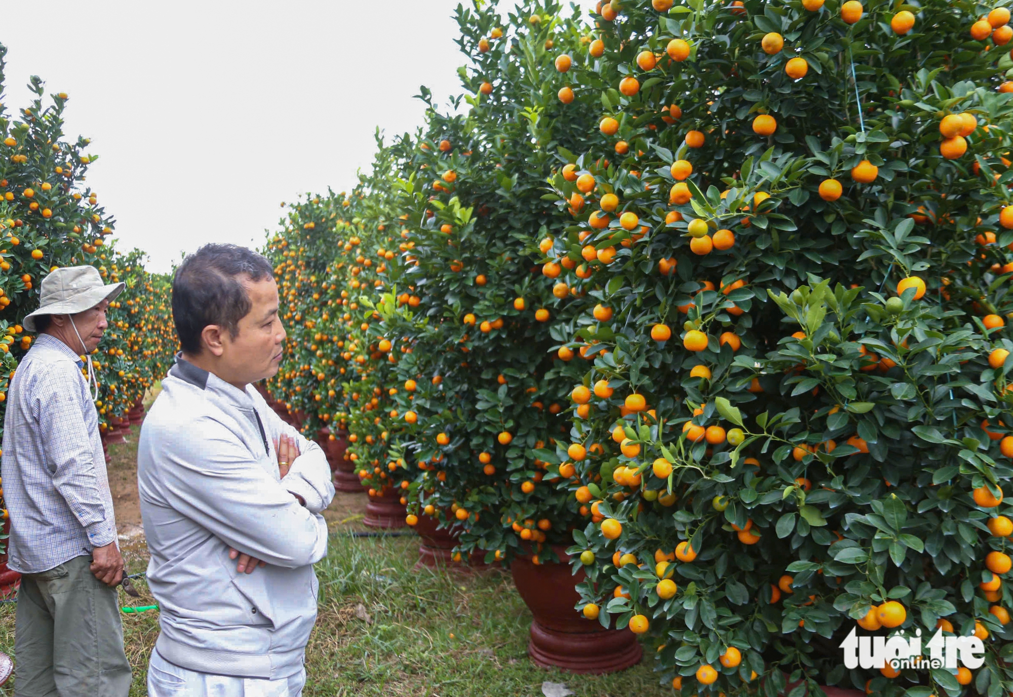 Vượt thiên tai, quất Tết Đà Nẵng vẫn đa dạng, dáng đẹp, quả đều 6 Vượt thiên tai, quất Tết Đà Nẵng vẫn đa dạng, dáng đẹp, quả đều - Ảnh 6.