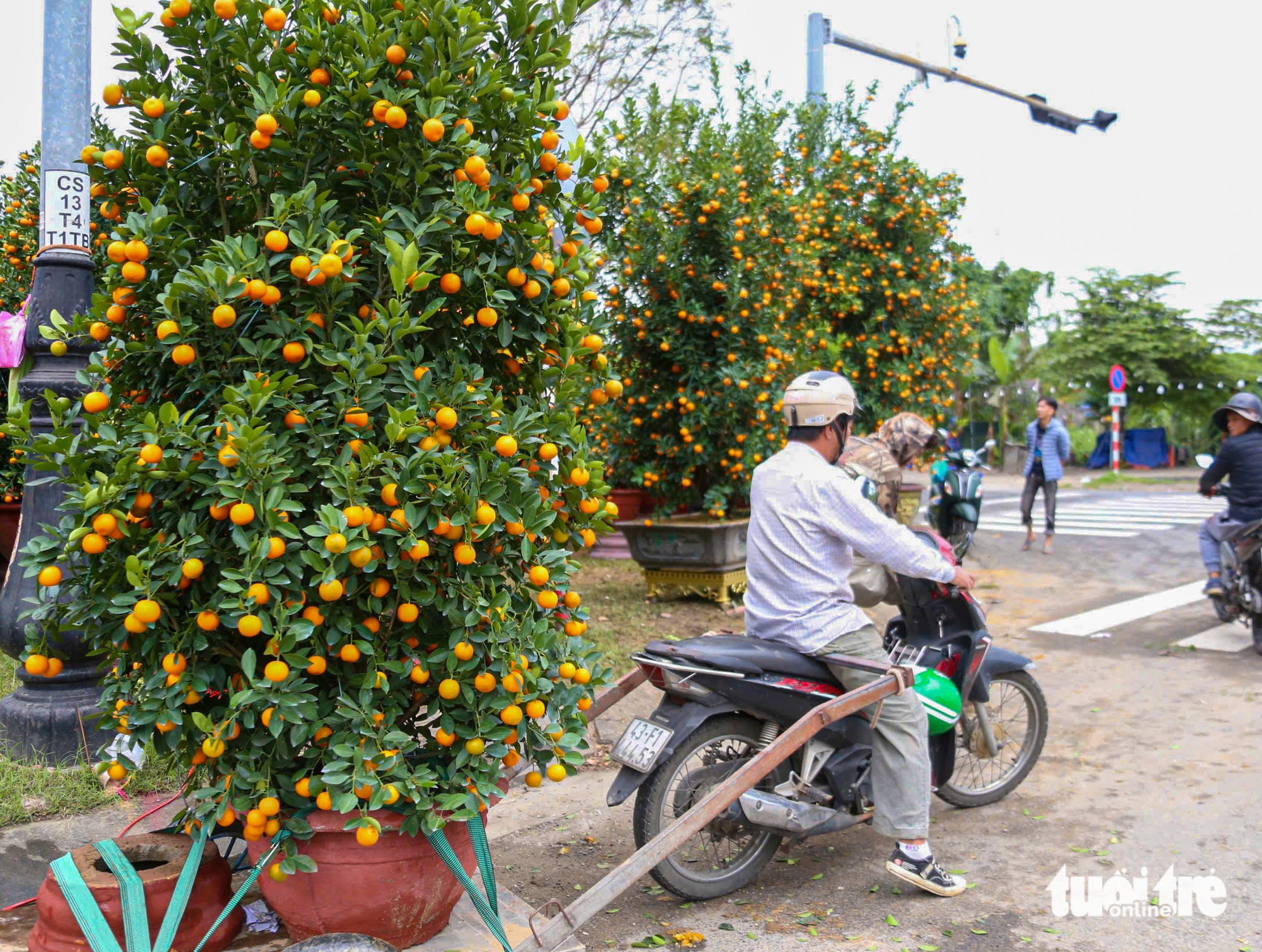 Vượt thiên tai, quất Tết Đà Nẵng vẫn đa dạng, dáng đẹp, quả đều 7 Đà Nẵng - Ảnh 7.