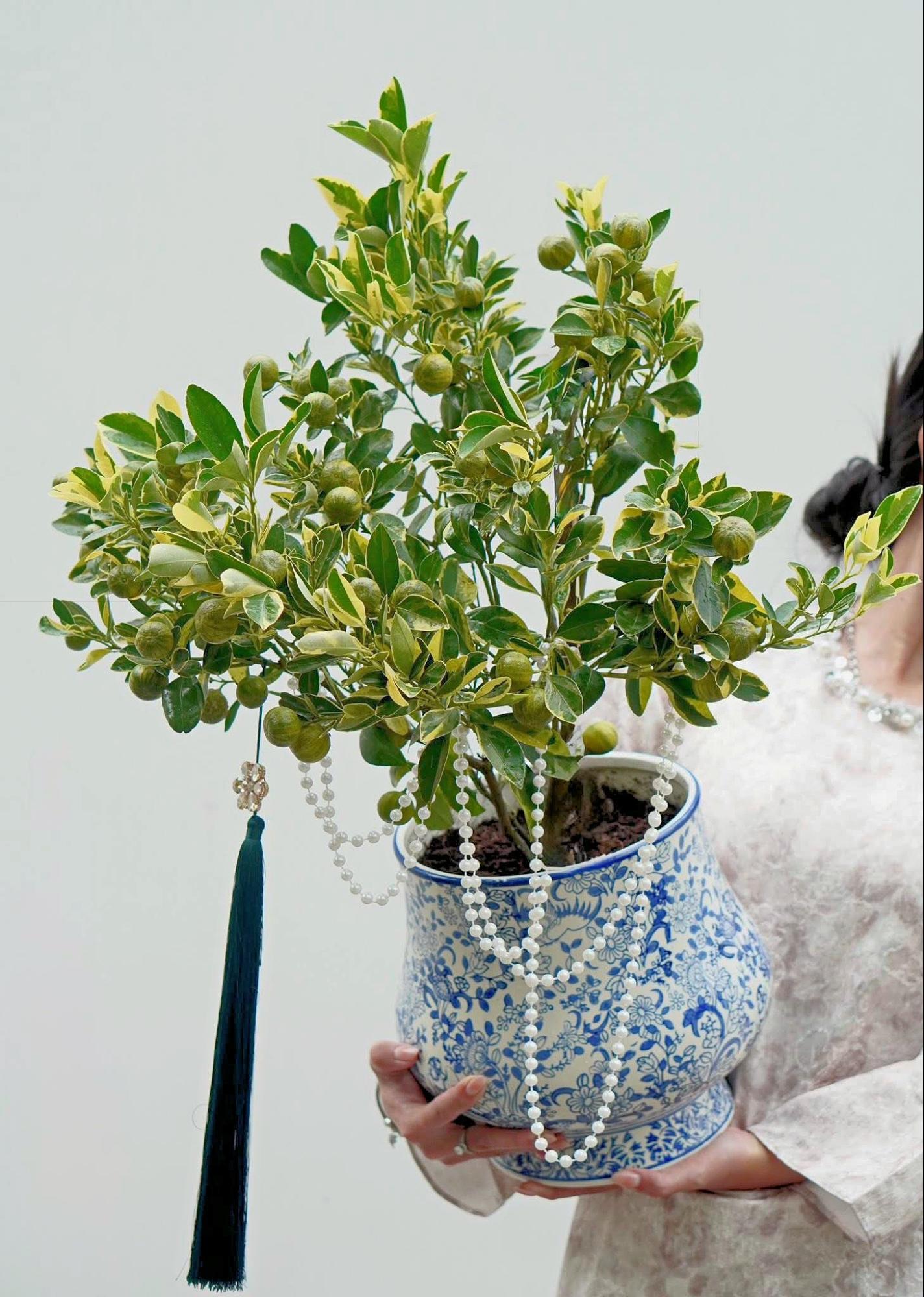 Trang trí nhà đón Tết: Loại quất kén người chơi nhưng khi đã hợp thì sang khỏi phải bàn- Ảnh 5.