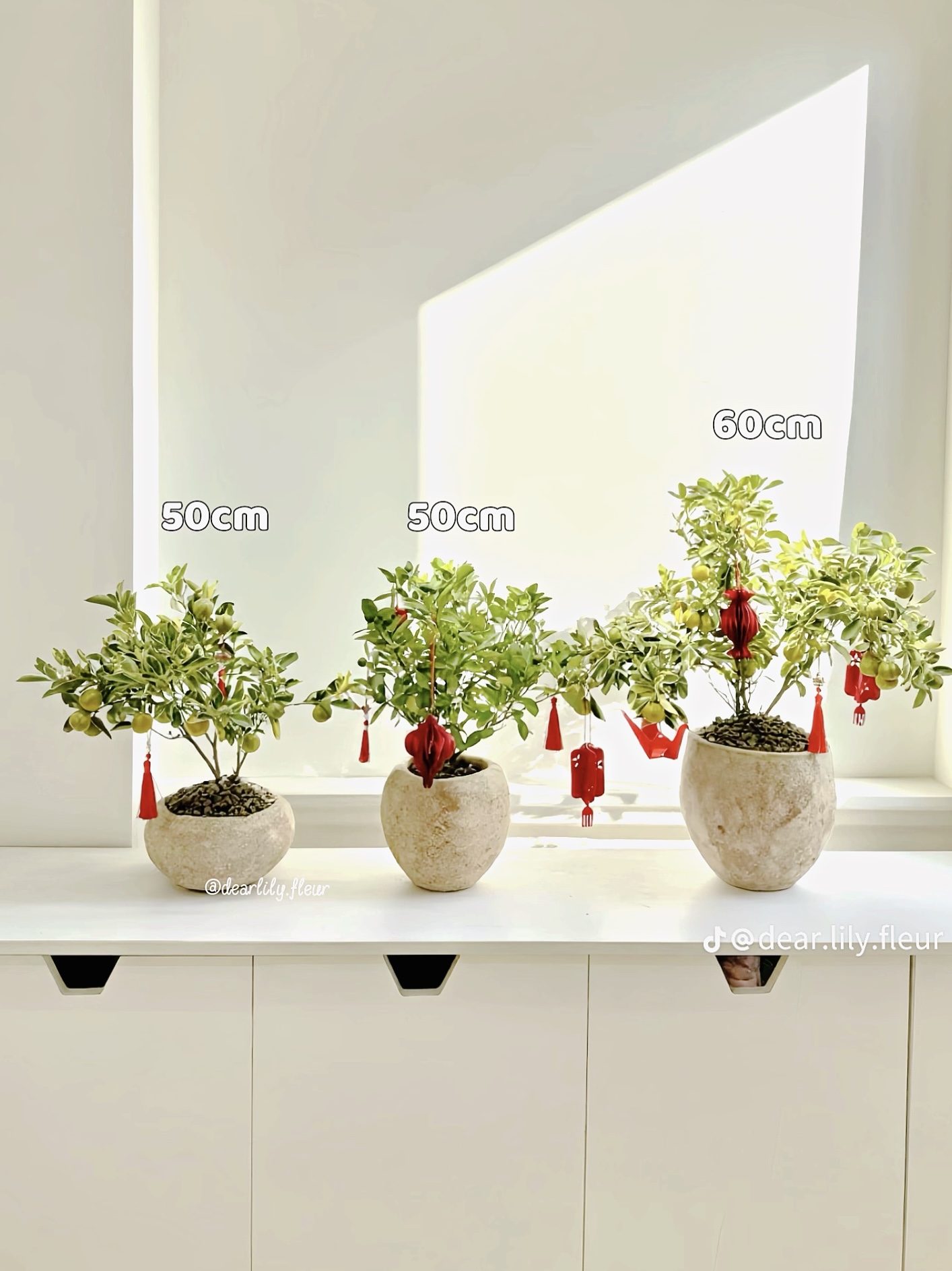 Trang trí nhà đón Tết: Loại quất kén người chơi nhưng khi đã hợp thì sang khỏi phải bàn- Ảnh 6.