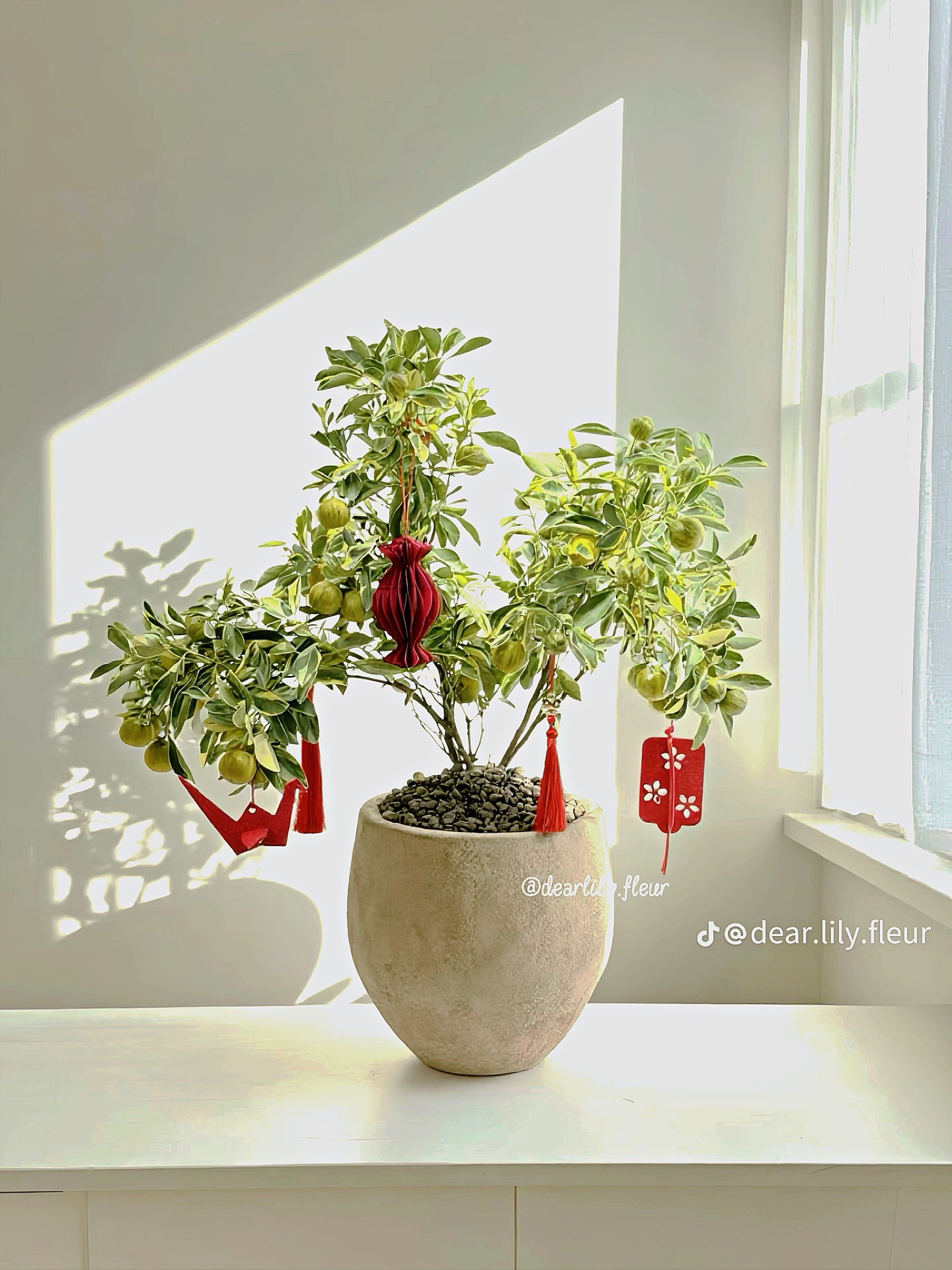 Trang trí nhà đón Tết: Loại quất kén người chơi nhưng khi đã hợp thì sang khỏi phải bàn- Ảnh 7.