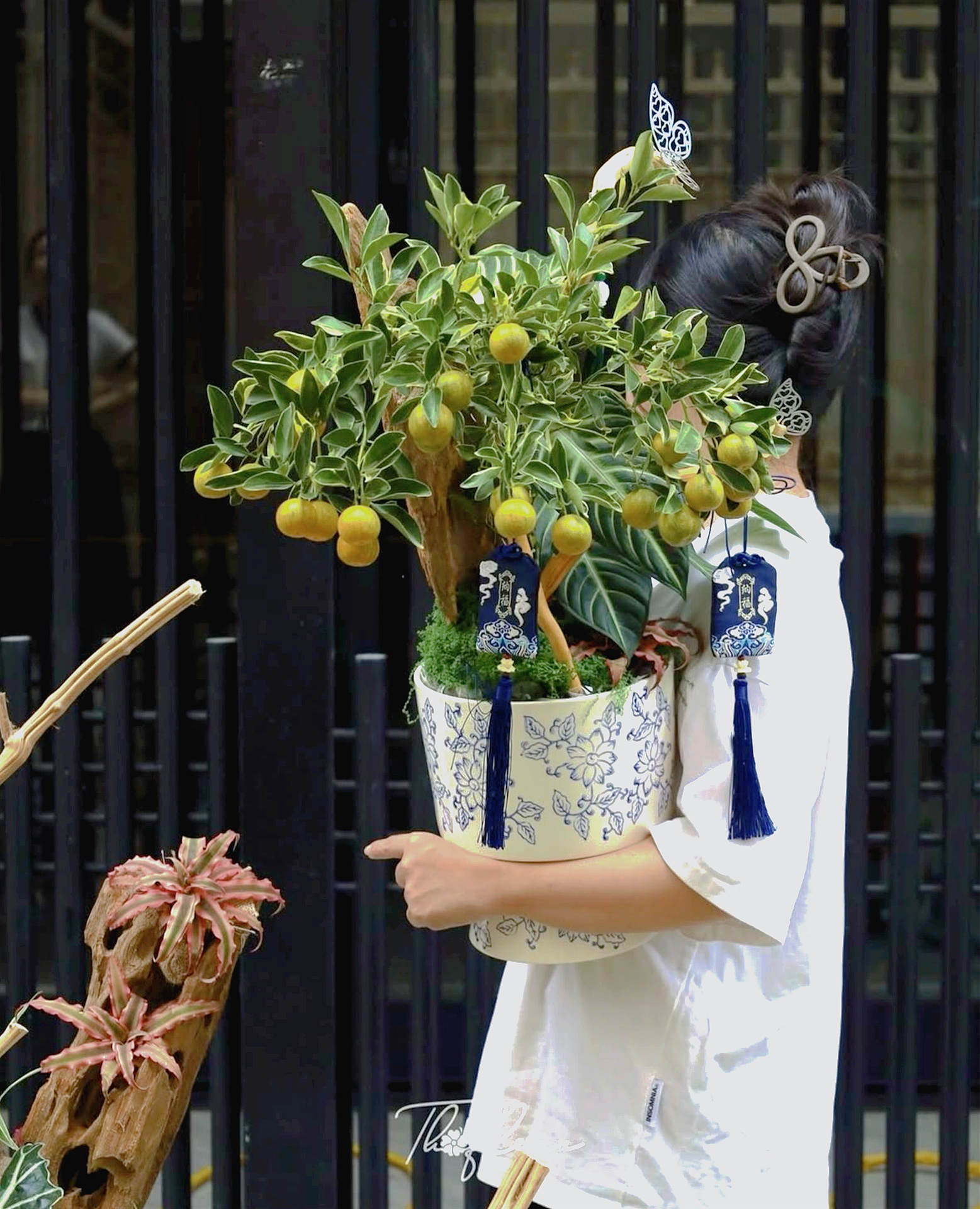 Trang trí nhà đón Tết: Loại quất kén người chơi nhưng khi đã hợp thì sang khỏi phải bàn- Ảnh 8.