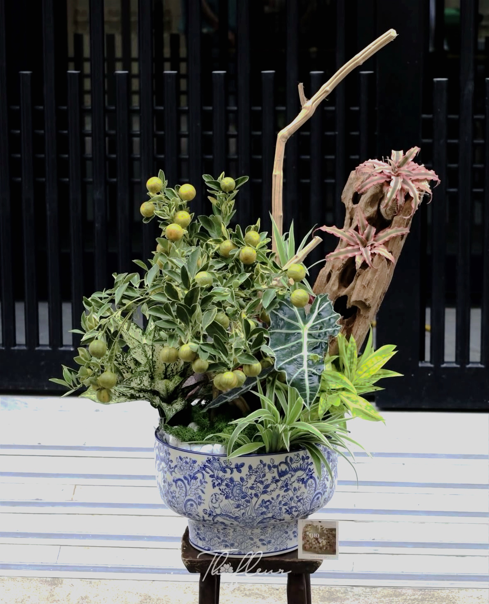 Trang trí nhà đón Tết: Loại quất kén người chơi nhưng khi đã hợp thì sang khỏi phải bàn- Ảnh 9.