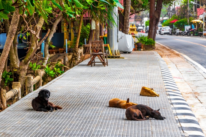Tình trạng chó thả rông diễn ra tại cả các vùng quê lẫn đô thị, gây nguy hiểm cho người đi đường. Ảnh: Vecteezy