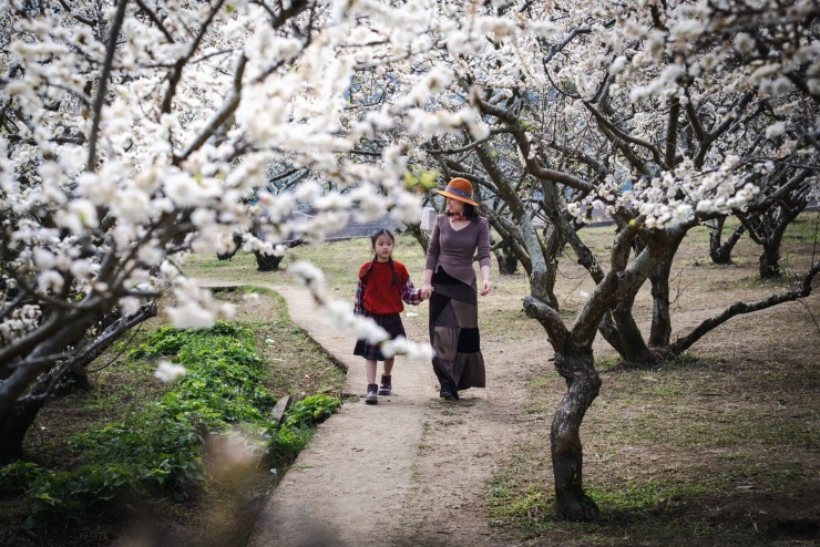 Những vườn mận nở trắng xóa ở Mộc Châu vào tháng 1