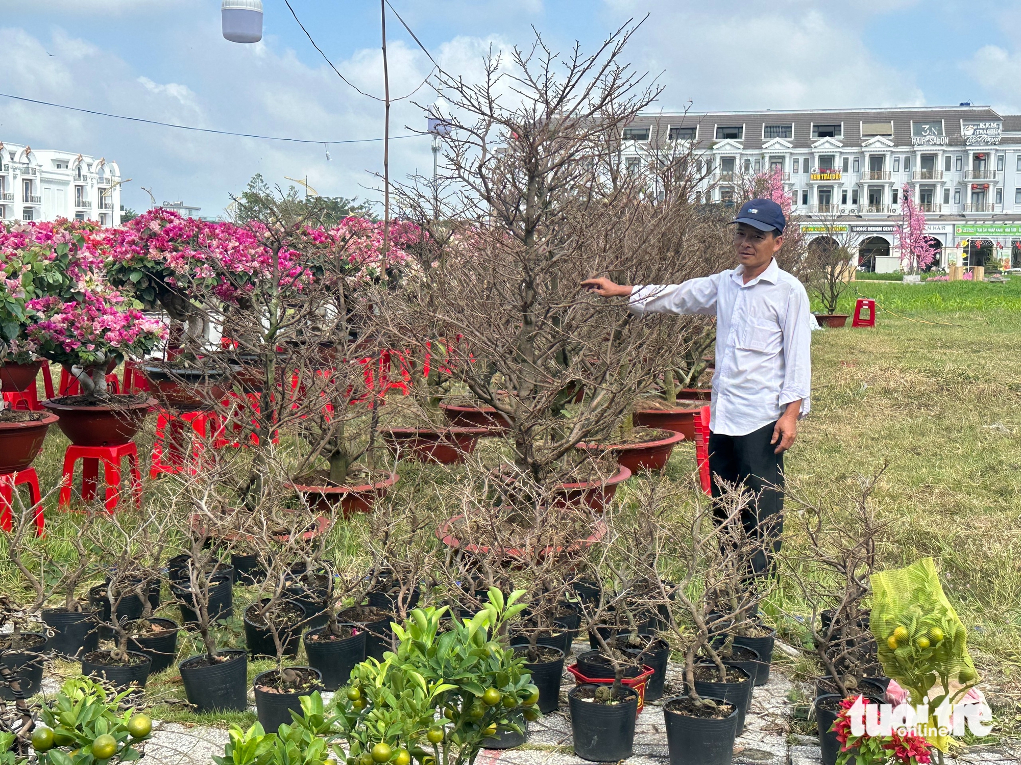 Thị trường hoa mai nhỏ, mai bonsai 'lên ngôi' cận Tết ở Rạch Giá - Ảnh 5.