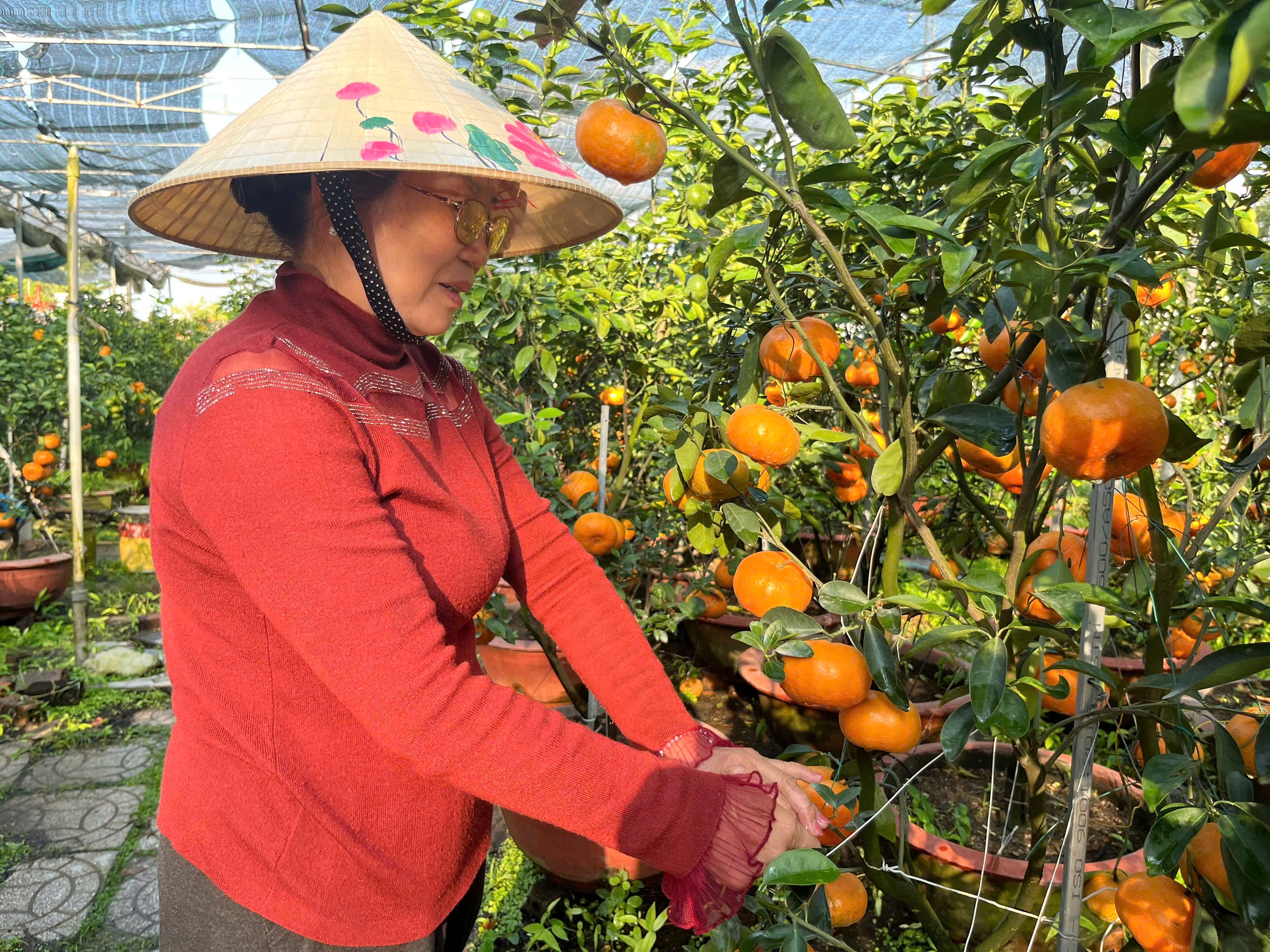 Quýt hồng kiểng Lai Vung Đồng Tháp 'rực rỡ' chờ khách mua- Ảnh 2.