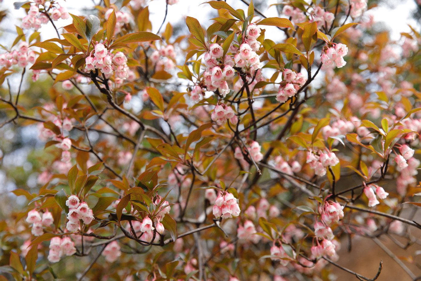 Dọc theo các khe suối, những bông địa lan nở vàng nhạt, tinh khôi giữa nền xanh thẫm của rừng. Trên sườn núi cao, hoa đỗ quyên bung nở, sắc đỏ, hồng xen lẫn trắng, nổi bật giữa biển mây bảng lảng. Những bông hoa ấy không ồn ào, không rực rỡ theo cách phô trương, mà đẹp một cách tự nhiên, đủ để khiến người đi phải chậm lại, ngước nhìn và lặng im.