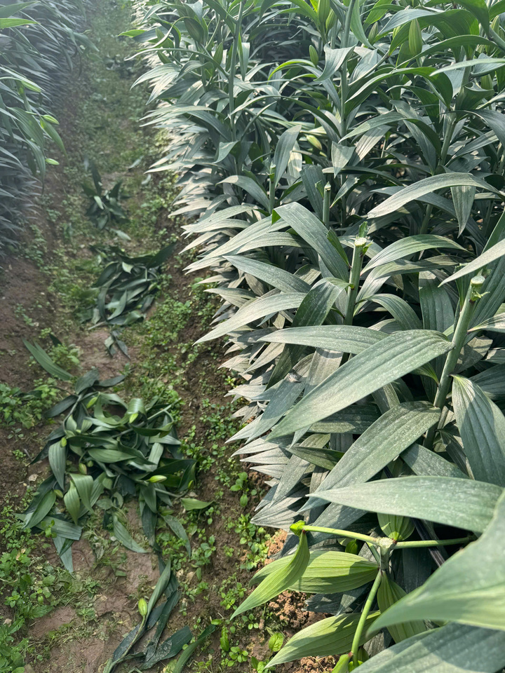 Truy tìm kẻ chặt phá hơn 1.200 gốc hoa ly, hoa hồng bán Tết của nông dân Hà Nội- Ảnh 2.