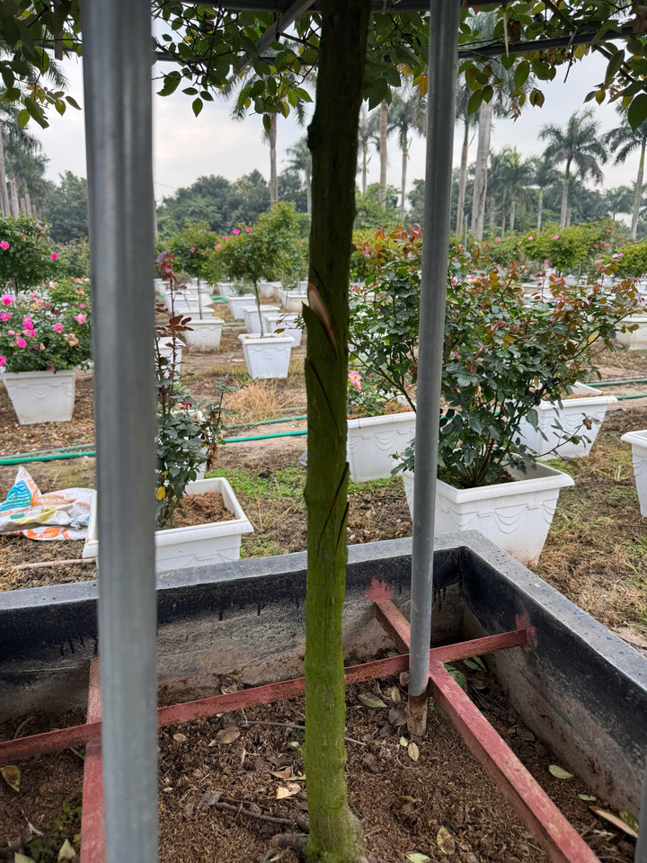 Truy tìm kẻ chặt phá hơn 1.200 gốc hoa ly, hoa hồng bán Tết của nông dân Hà Nội- Ảnh 3.