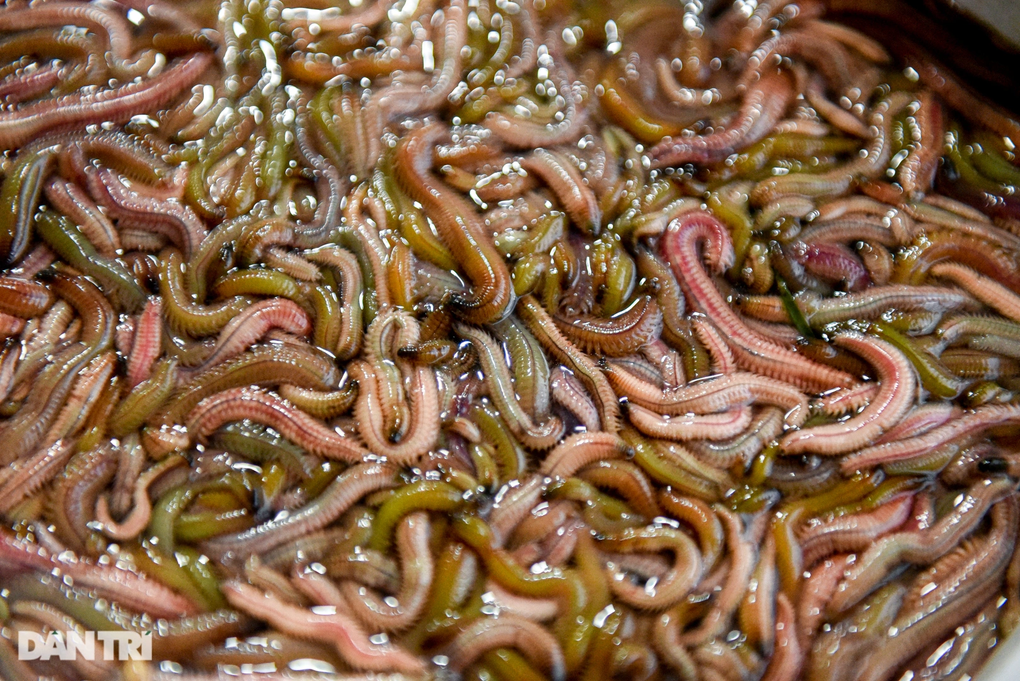 Tưởng bánh rán, khách Tây sửng sốt khi thấy nguyên liệu bò lúc nhúc - 3