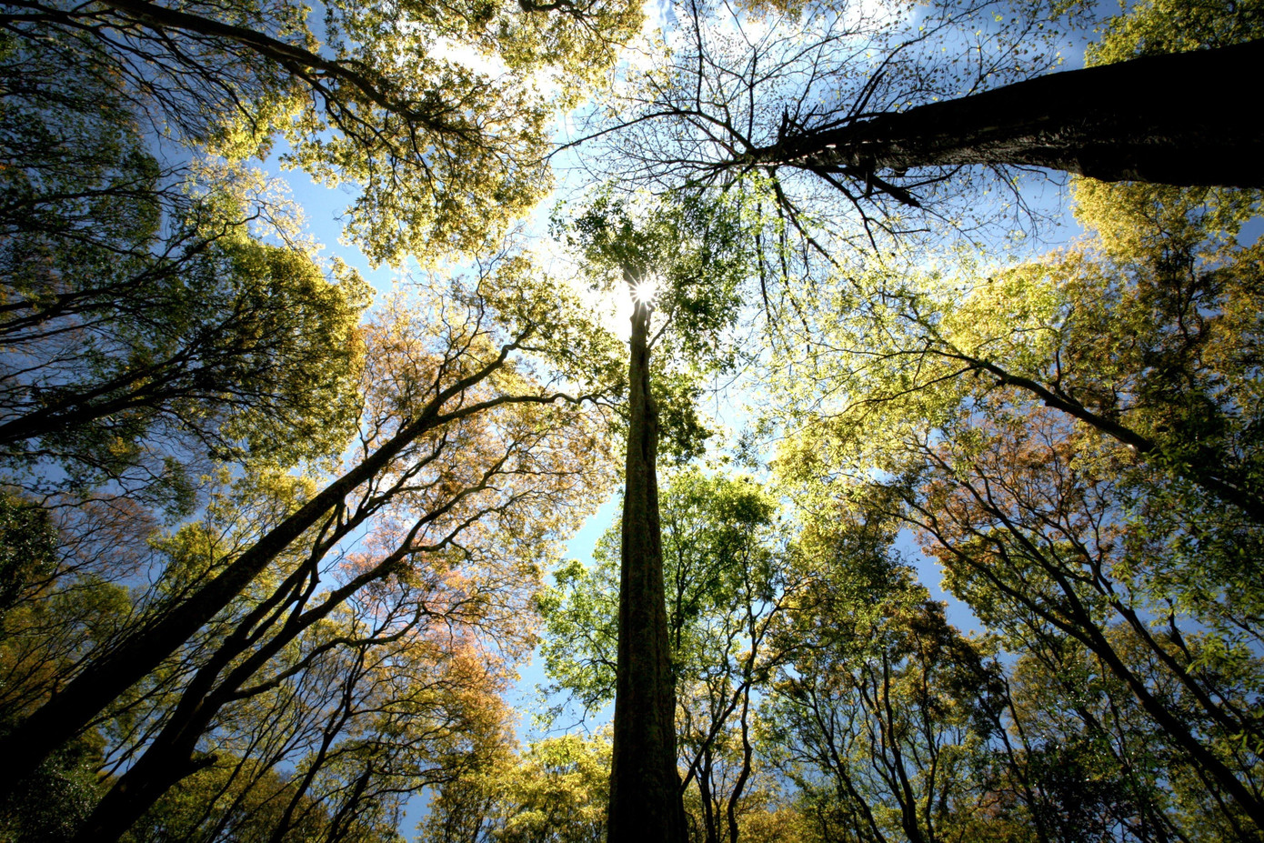 Bồng bềnh mây trắng, hoa rừng ở Pa Thiên - Voi Mẹp- Ảnh 2.