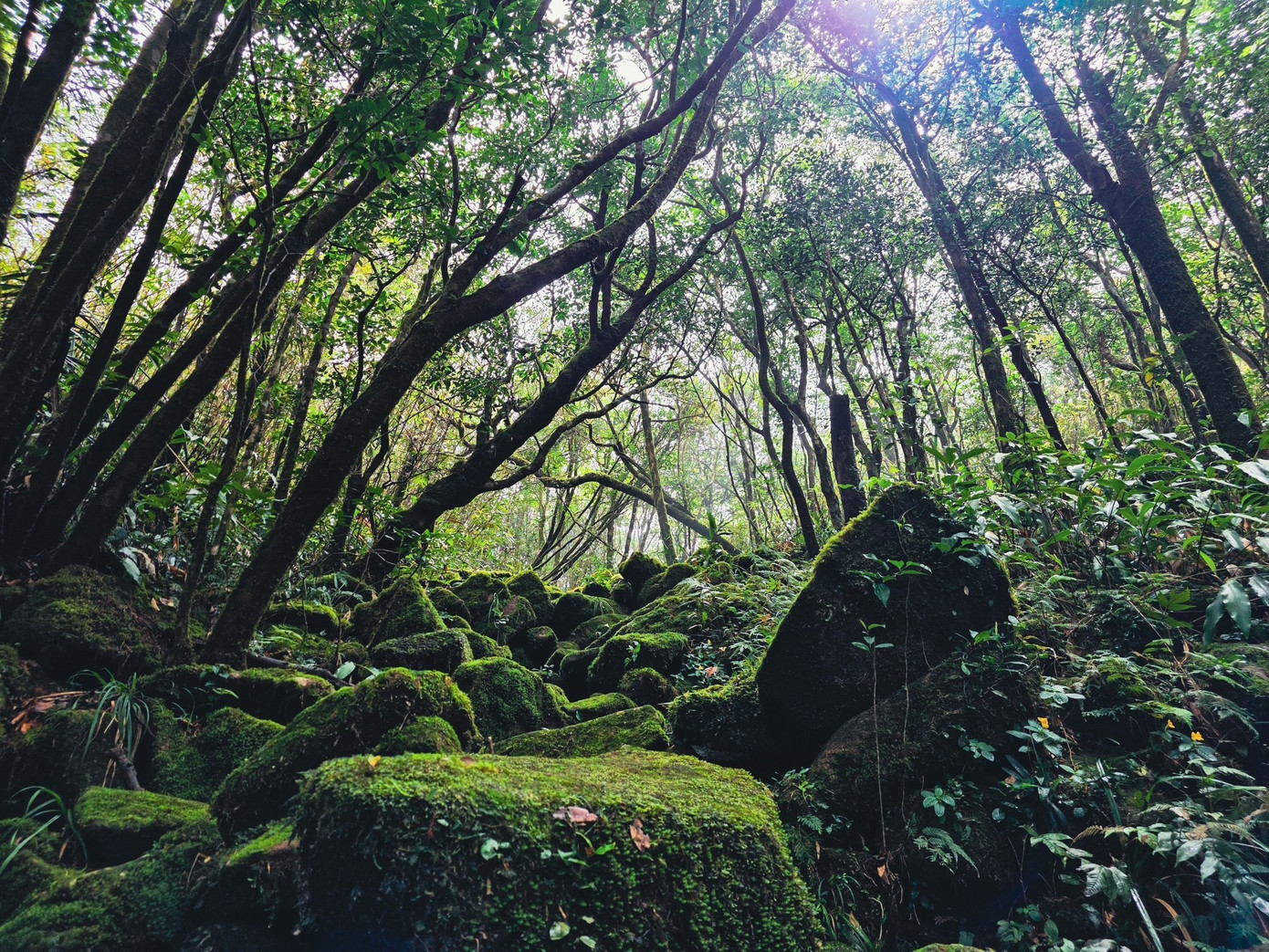 Bồng bềnh mây trắng, hoa rừng ở Pa Thiên - Voi Mẹp- Ảnh 4.