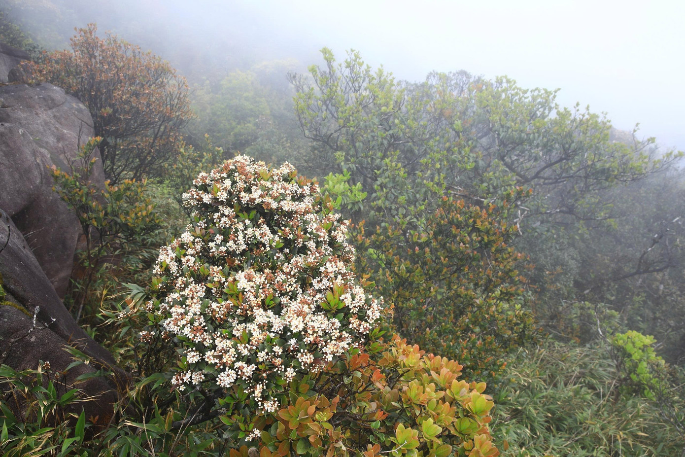 Bồng bềnh mây trắng, hoa rừng ở Pa Thiên - Voi Mẹp- Ảnh 7.