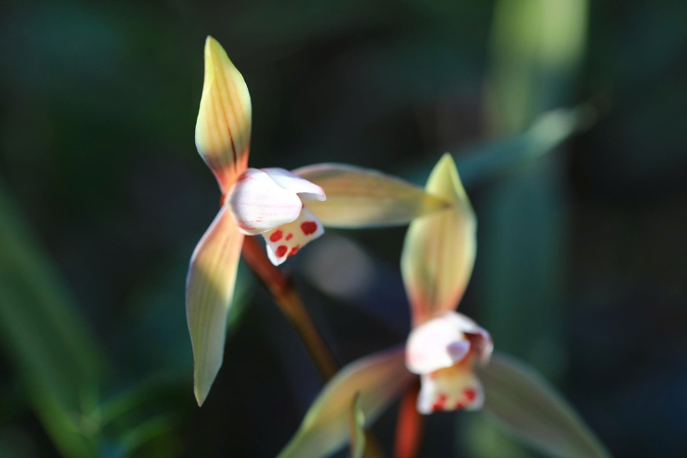 Bồng bềnh mây trắng, hoa rừng ở Pa Thiên - Voi Mẹp- Ảnh 10.