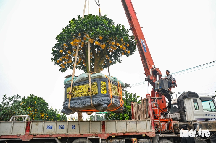 cây cảnh - Ảnh 3.