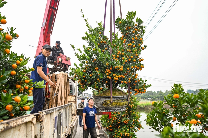 cây cảnh - Ảnh 4.