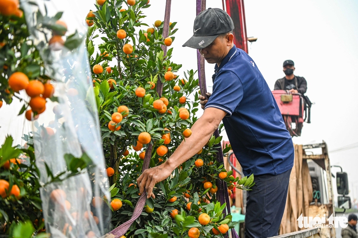 cây cảnh - Ảnh 5.