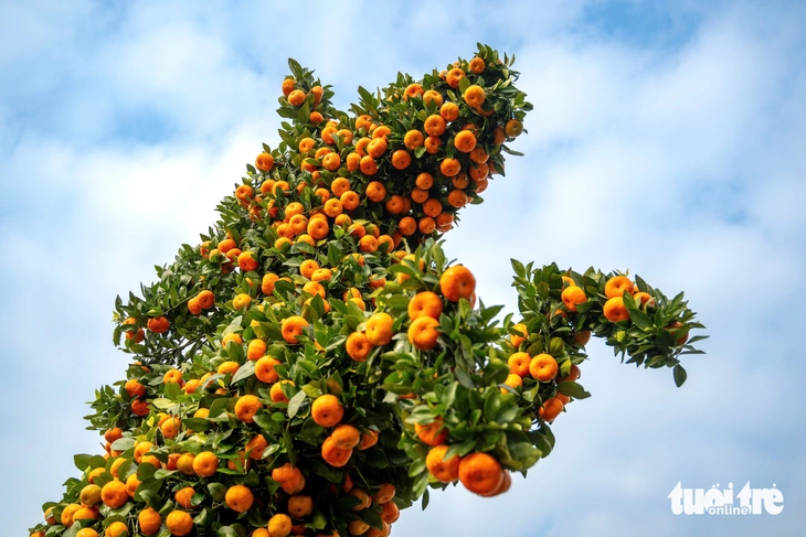 cây cảnh - Ảnh 9.