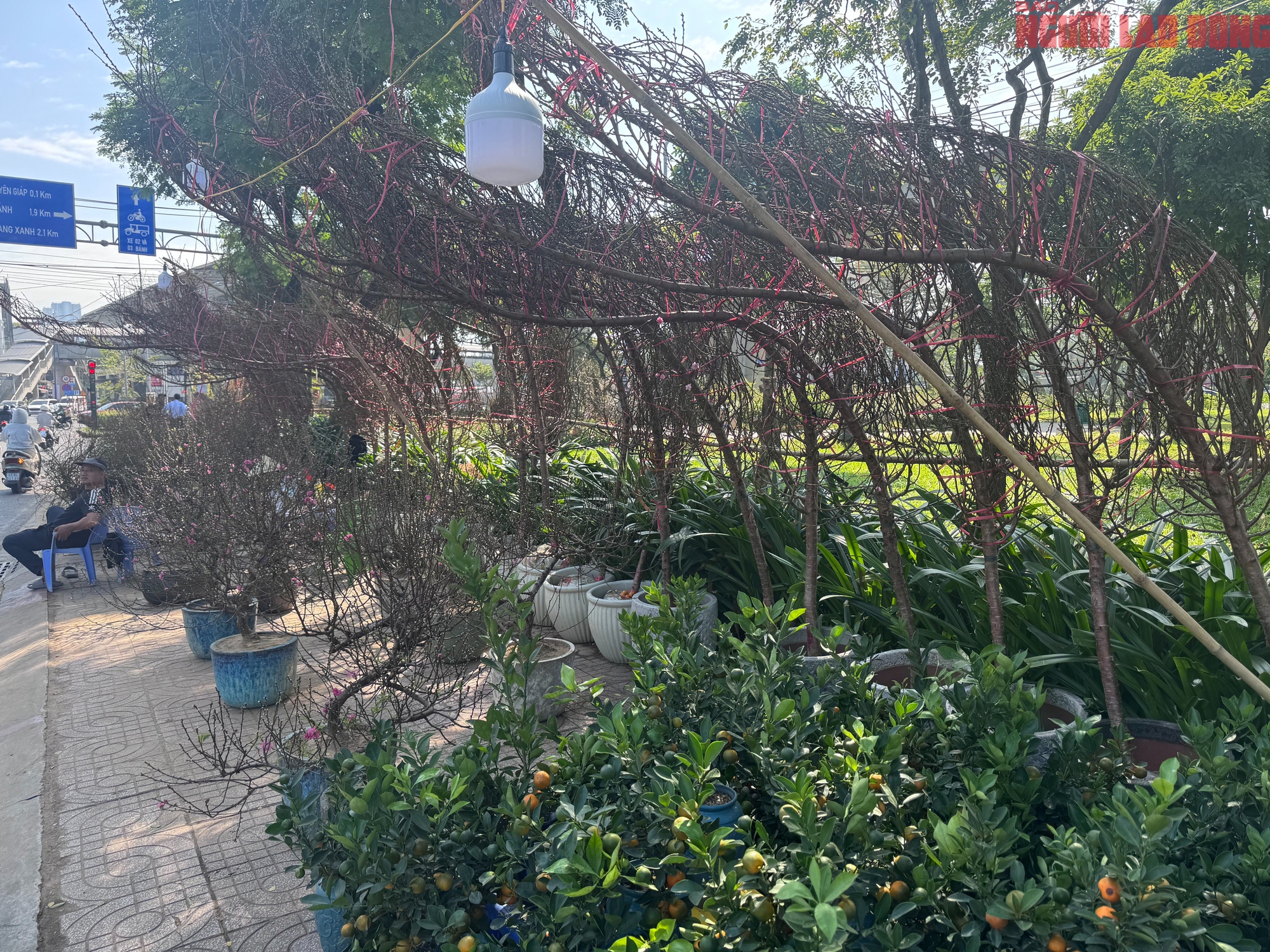 Giá hoa đào Tết 2026 tại TPHCM: Sự bùng nổ về chất lượng và giá cả - Ảnh 3.