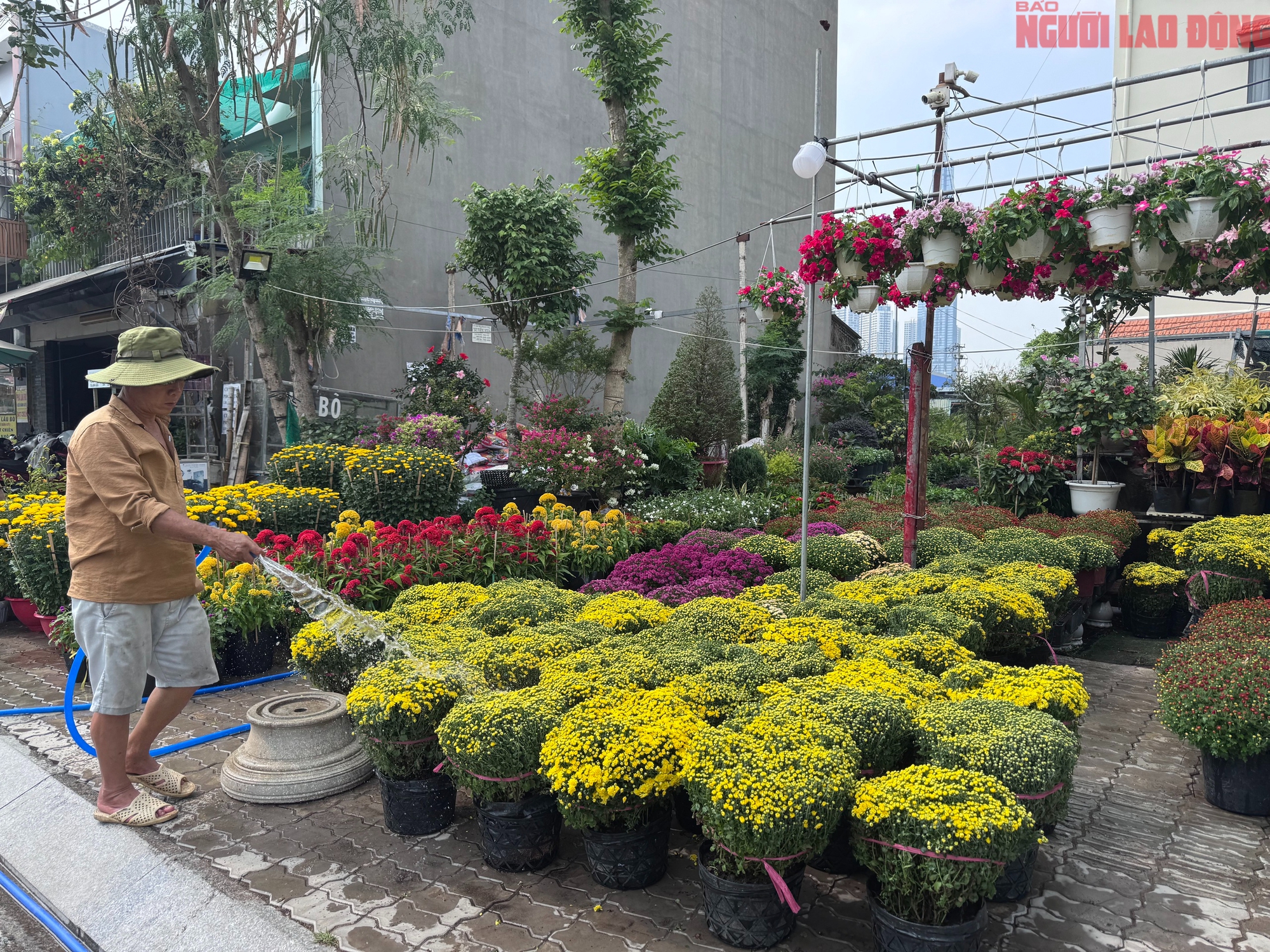 Giá hoa đào Tết 2026 tại TPHCM: Sự bùng nổ về chất lượng và giá cả - Ảnh 7.