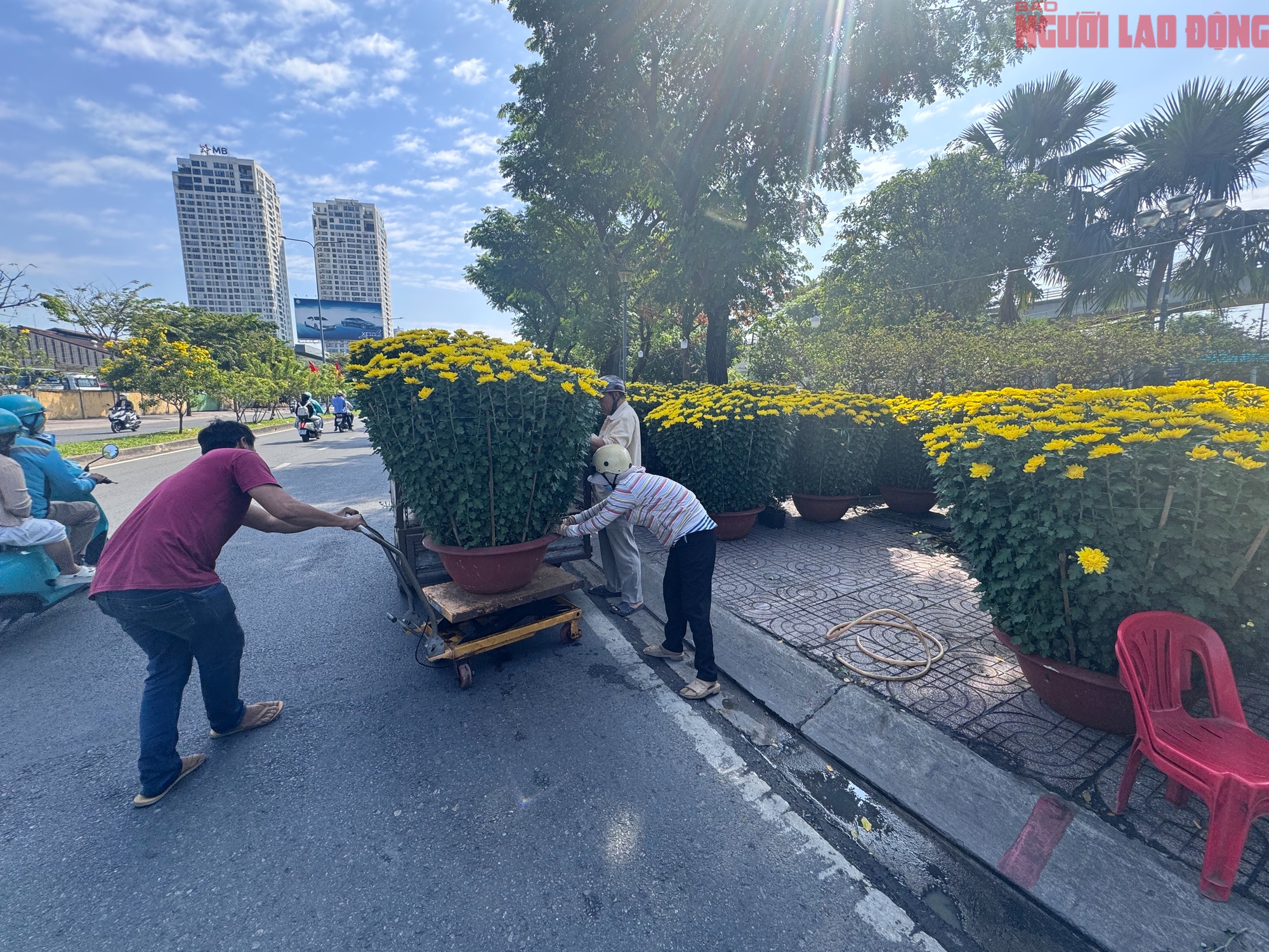 Giá hoa đào Tết 2026 tại TPHCM: Sự bùng nổ về chất lượng và giá cả - Ảnh 8.