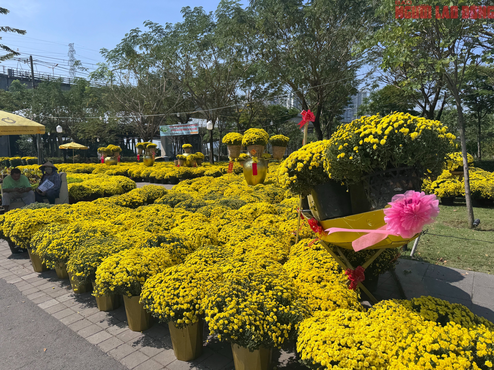 Giá hoa đào Tết 2026 tại TPHCM: Sự bùng nổ về chất lượng và giá cả - Ảnh 10.