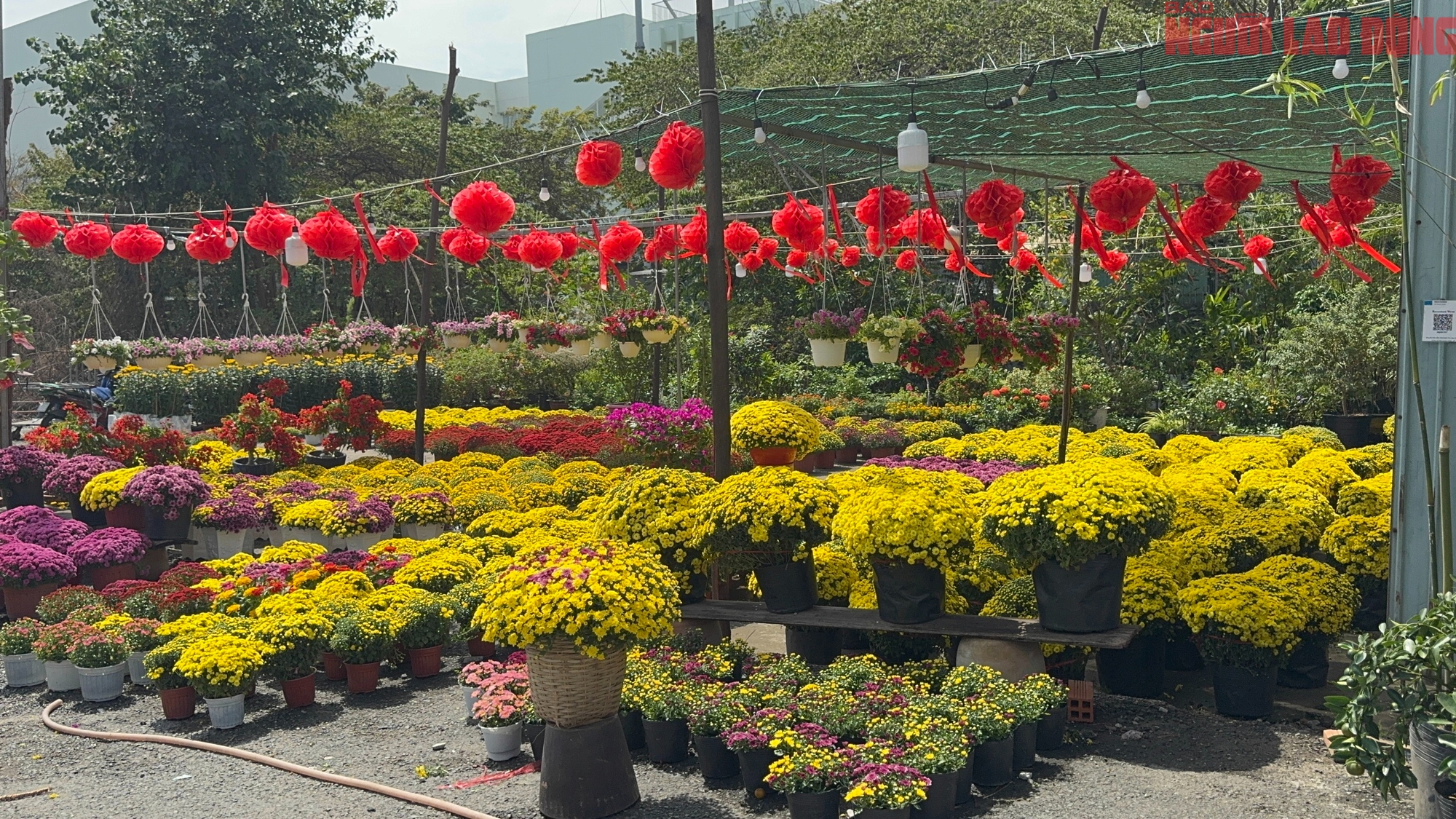 Giá hoa đào Tết 2026 tại TPHCM: Sự bùng nổ về chất lượng và giá cả - Ảnh 11.