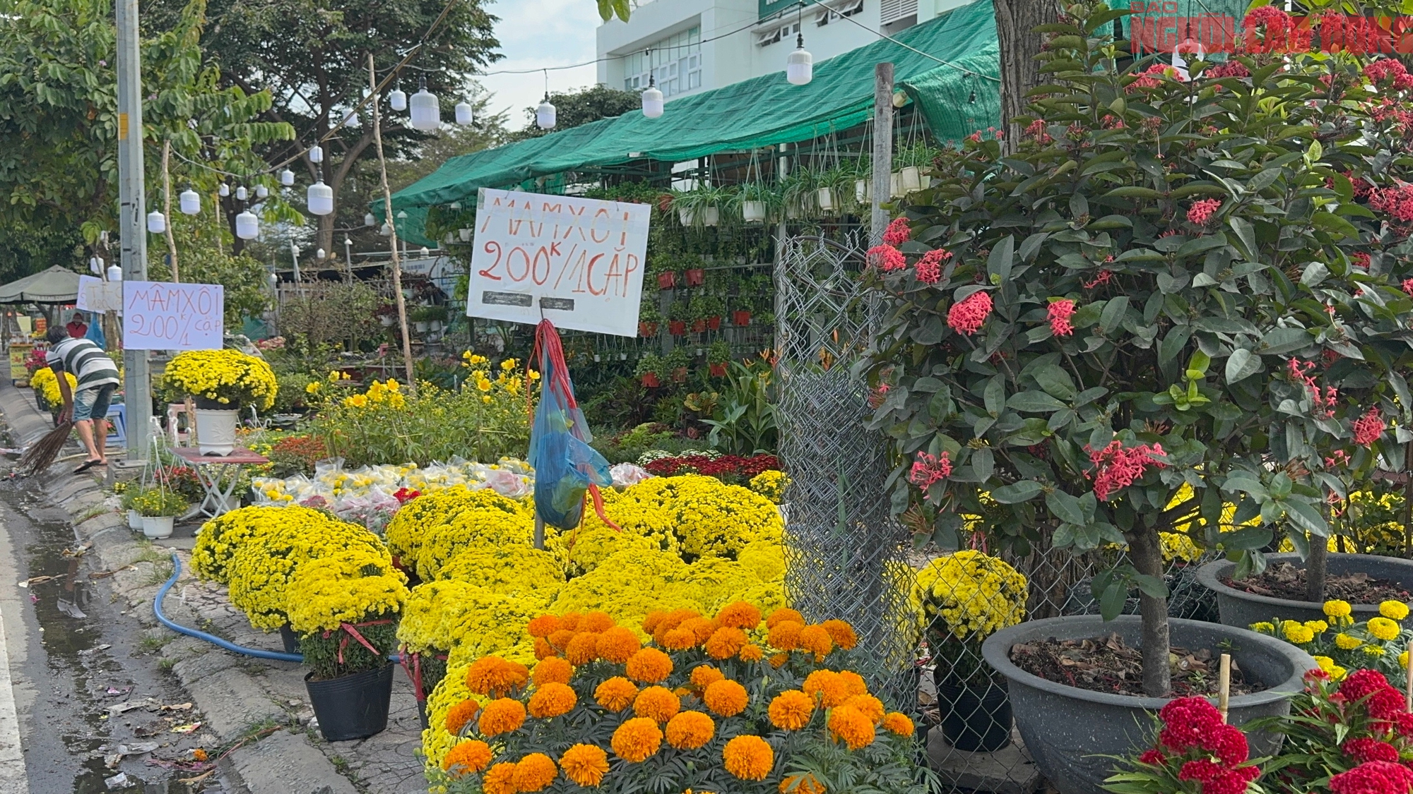 Giá hoa đào Tết 2026 tại TPHCM: Sự bùng nổ về chất lượng và giá cả - Ảnh 12.