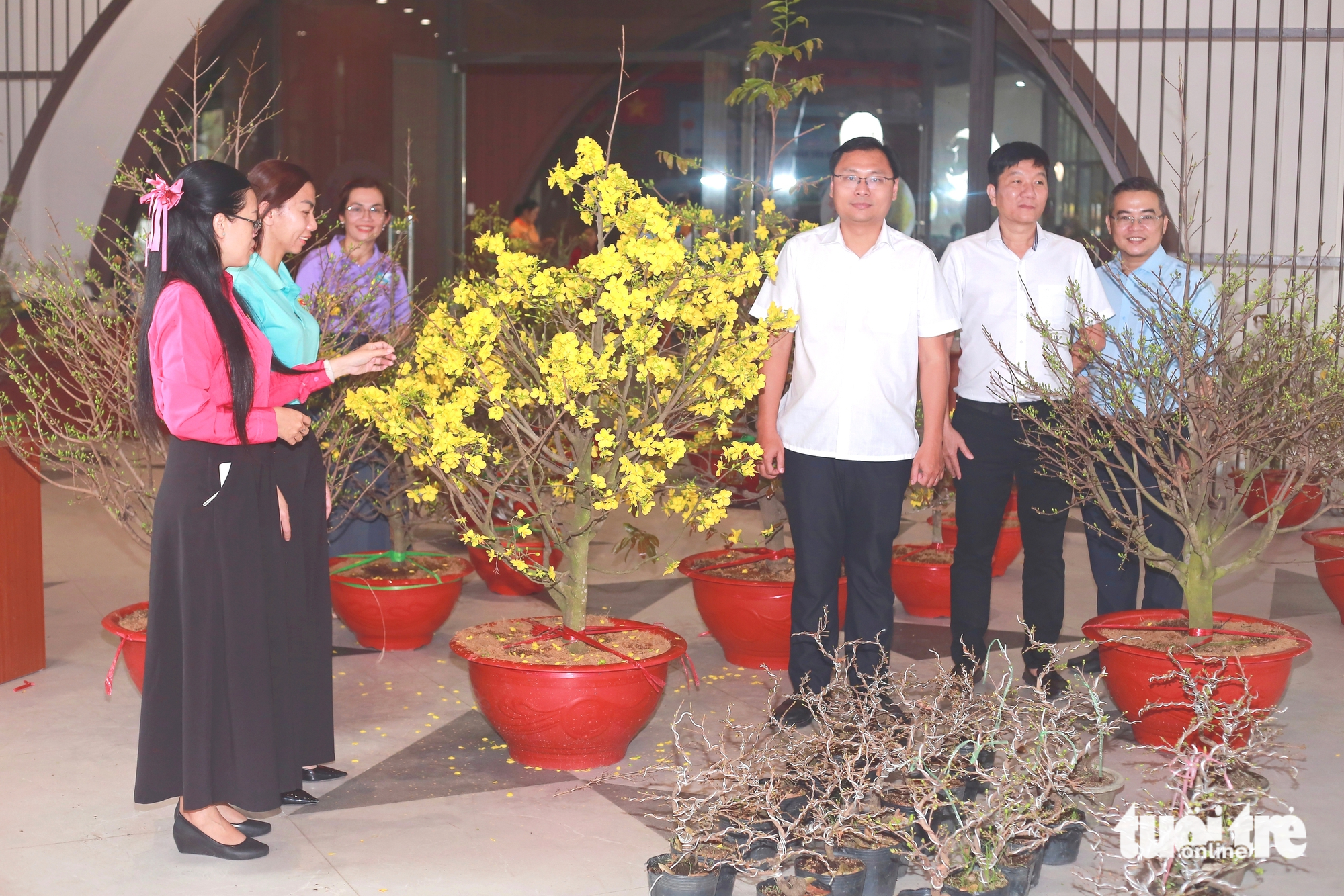 mai vàng - Ảnh 2.