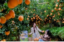 Mùa quả chín thu hút du khách đến với Mộc Châu, Sơn La