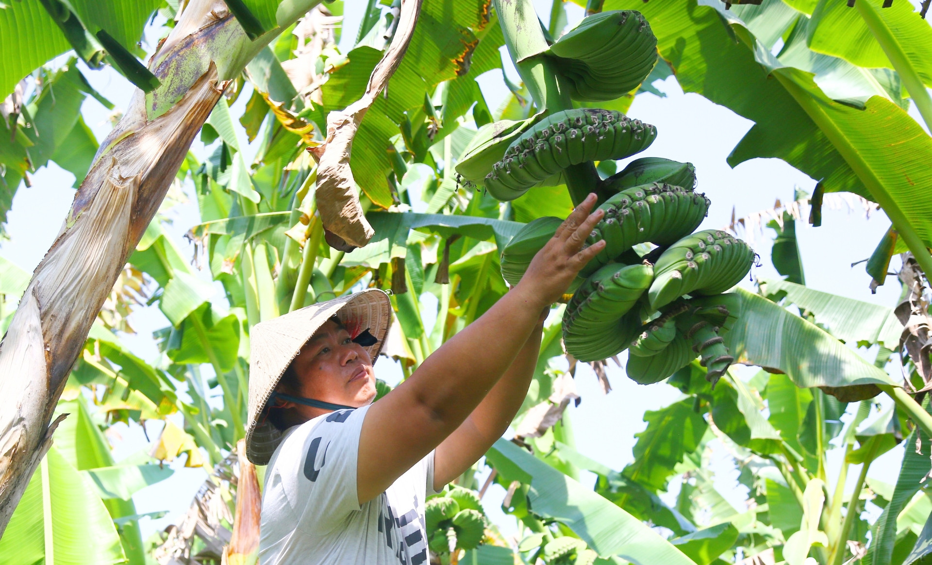 Chuối có hình dáng lạ, giá cao vẫn nhiều người muốn 