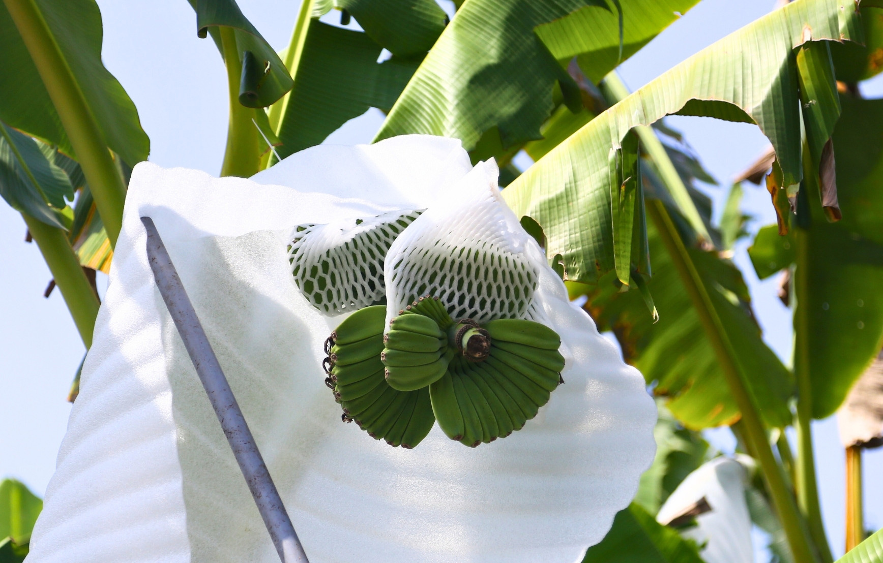 Chuối có hình dáng lạ, giá cao vẫn nhiều người muốn 