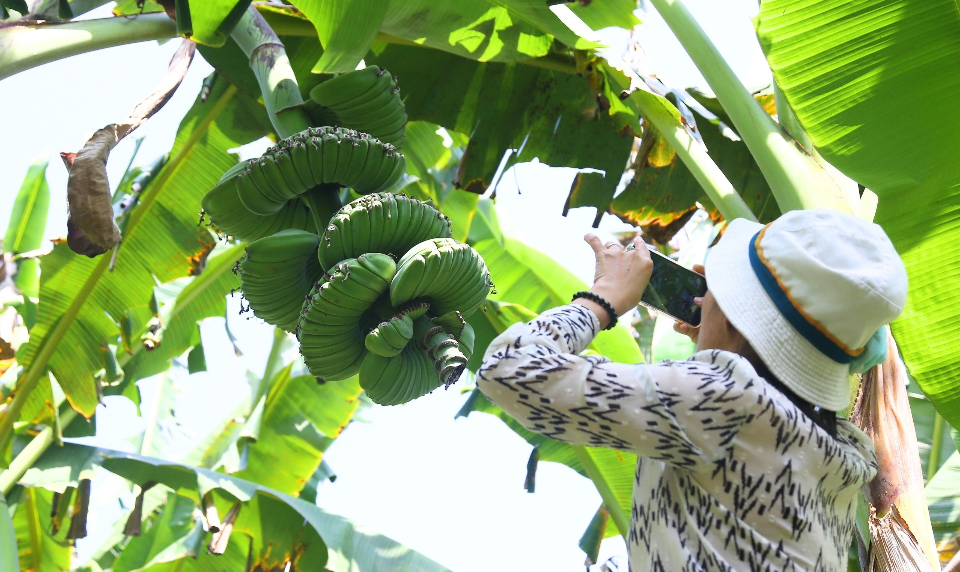 Chuối có hình dáng lạ, giá cao vẫn nhiều người muốn 