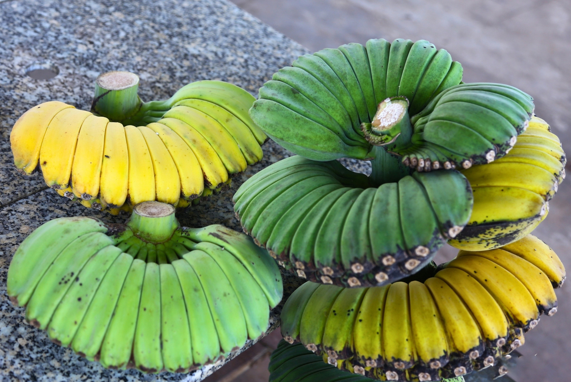 Chuối có hình dáng lạ, giá cao vẫn nhiều người muốn 