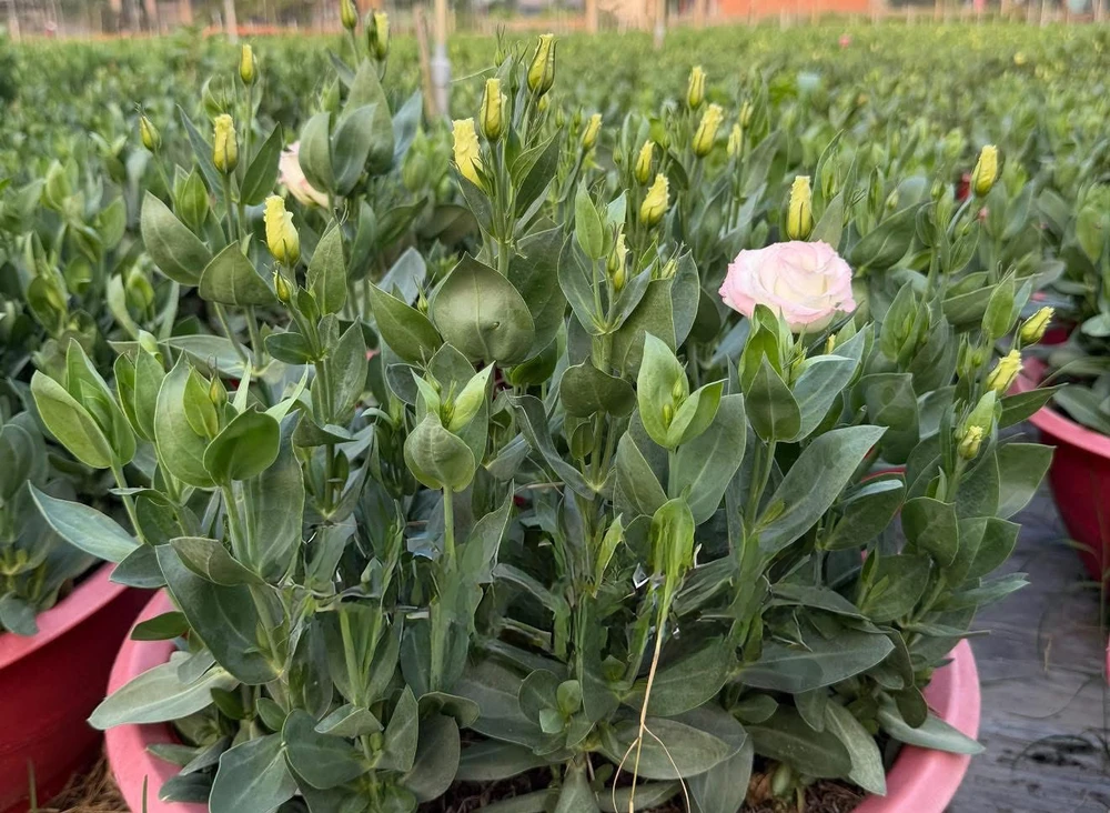 linh vật ngựa 11.jpg