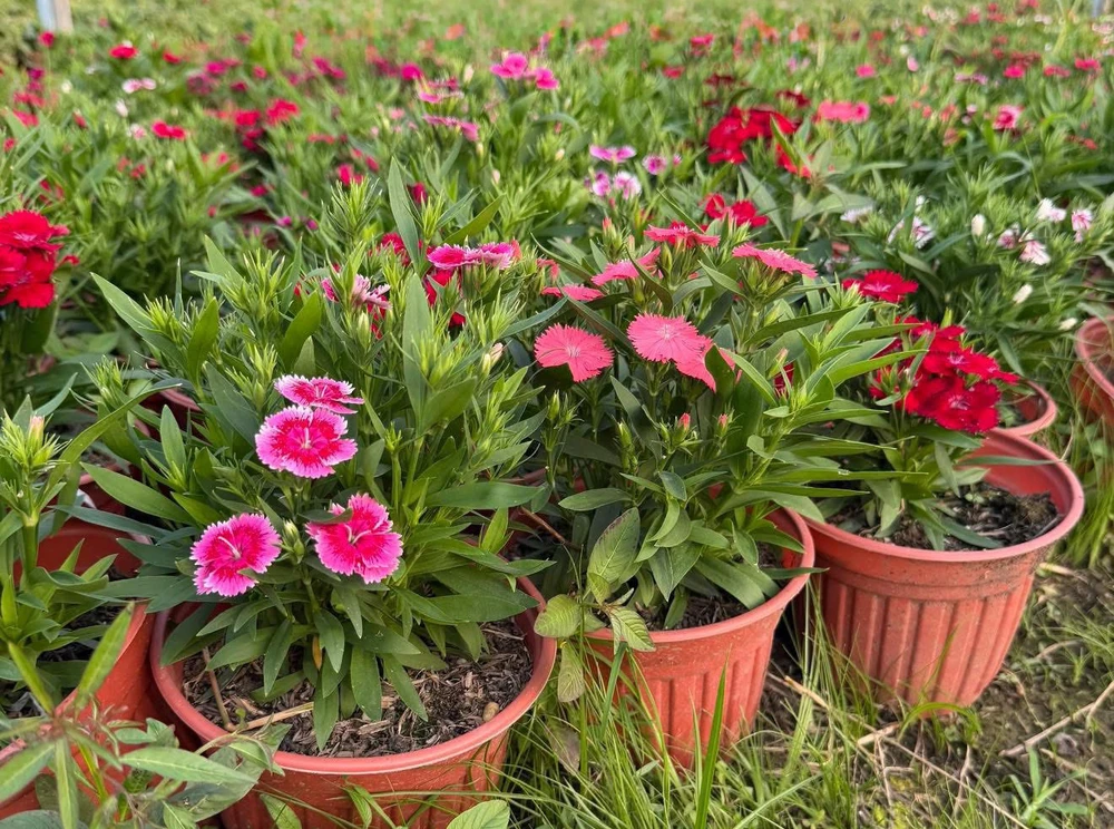 linh vật ngựa 13.jpg