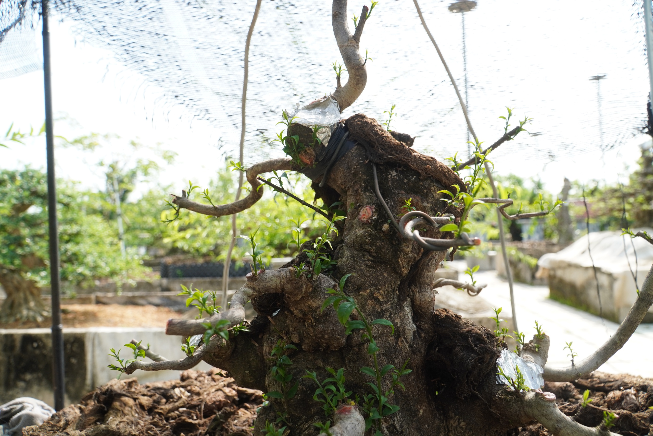 Vườn bonsai tiền tỉ khởi nguồn từ thú chơi mai tết - Ảnh 3.