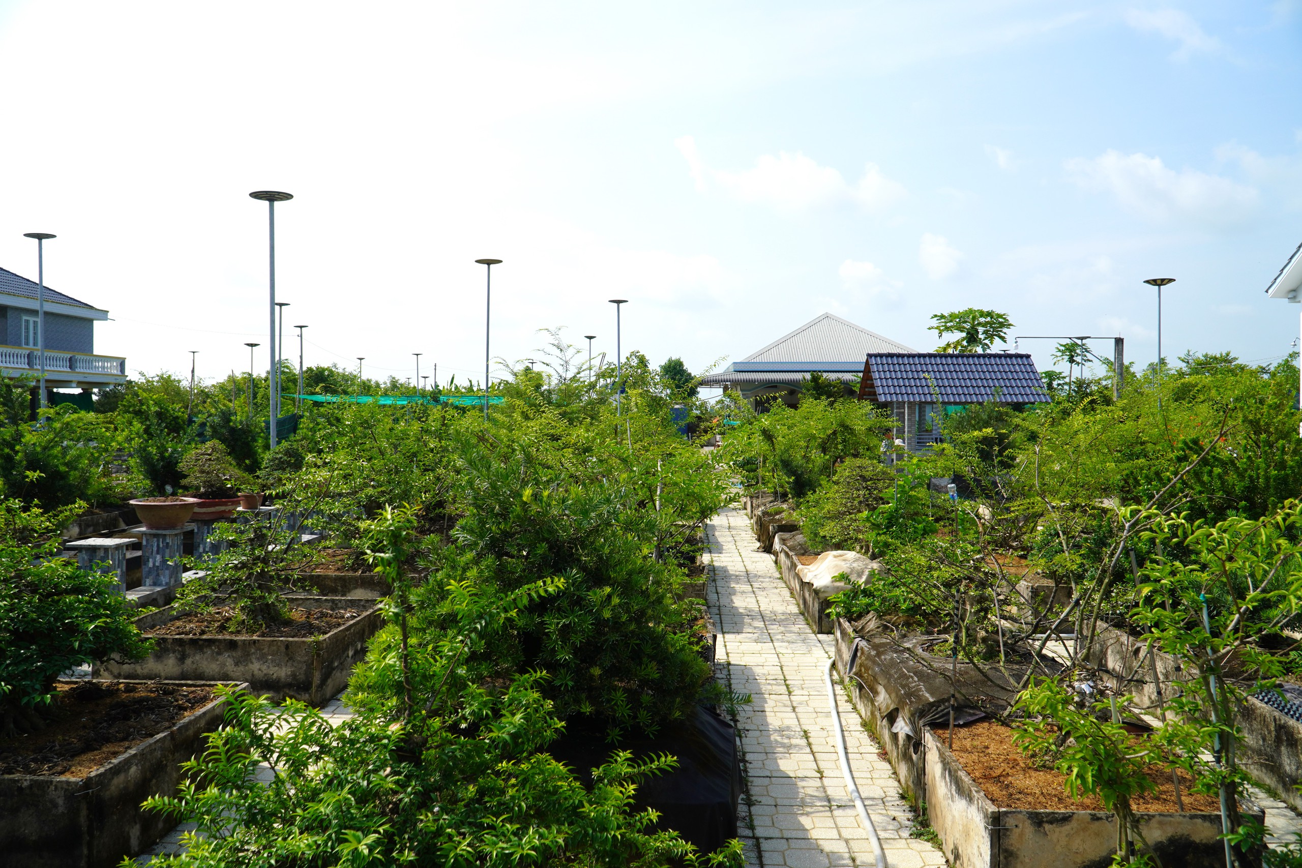 Vườn bonsai tiền tỉ khởi nguồn từ thú chơi mai tết - Ảnh 4.