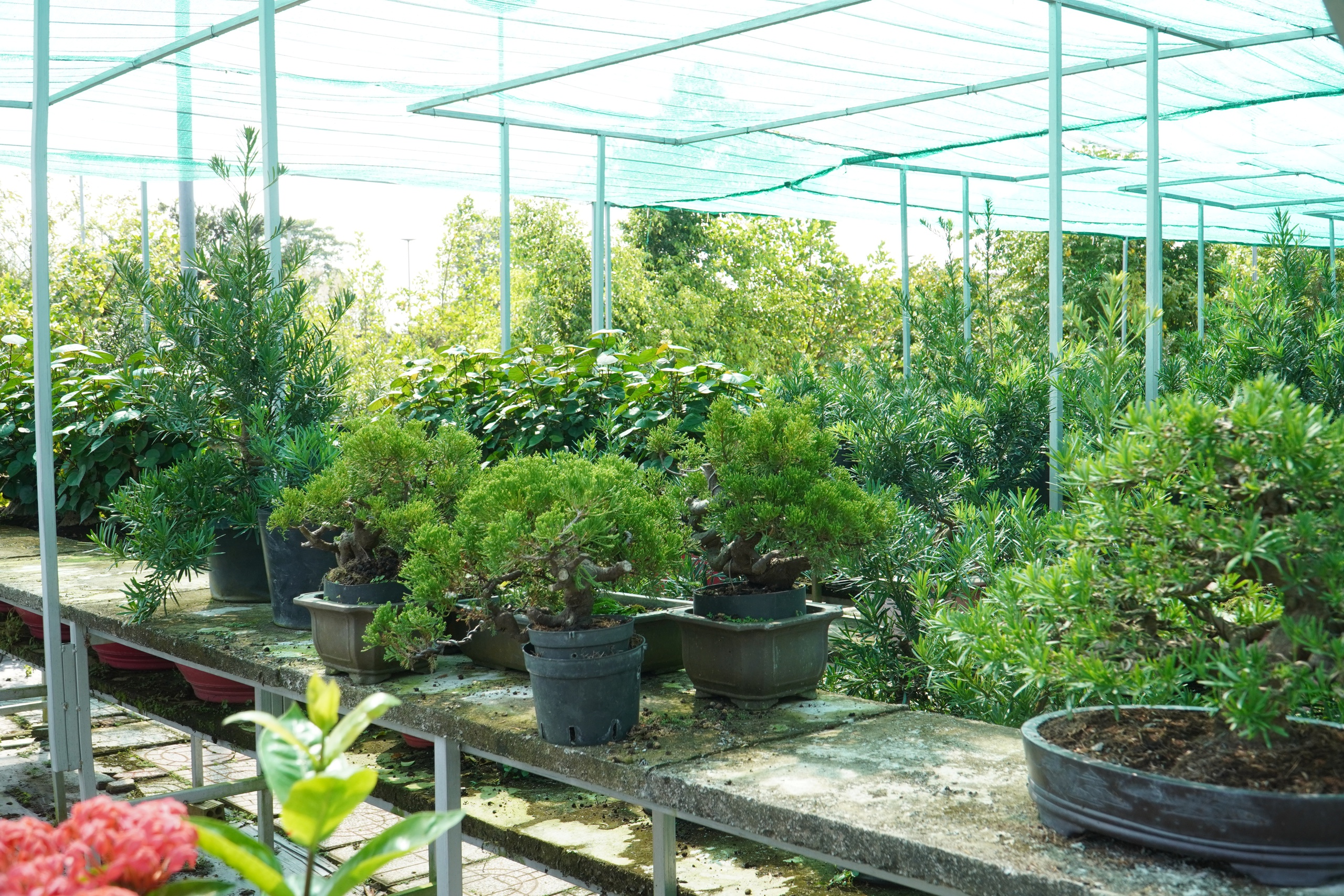 Vườn bonsai tiền tỉ khởi nguồn từ thú chơi mai tết - Ảnh 5.