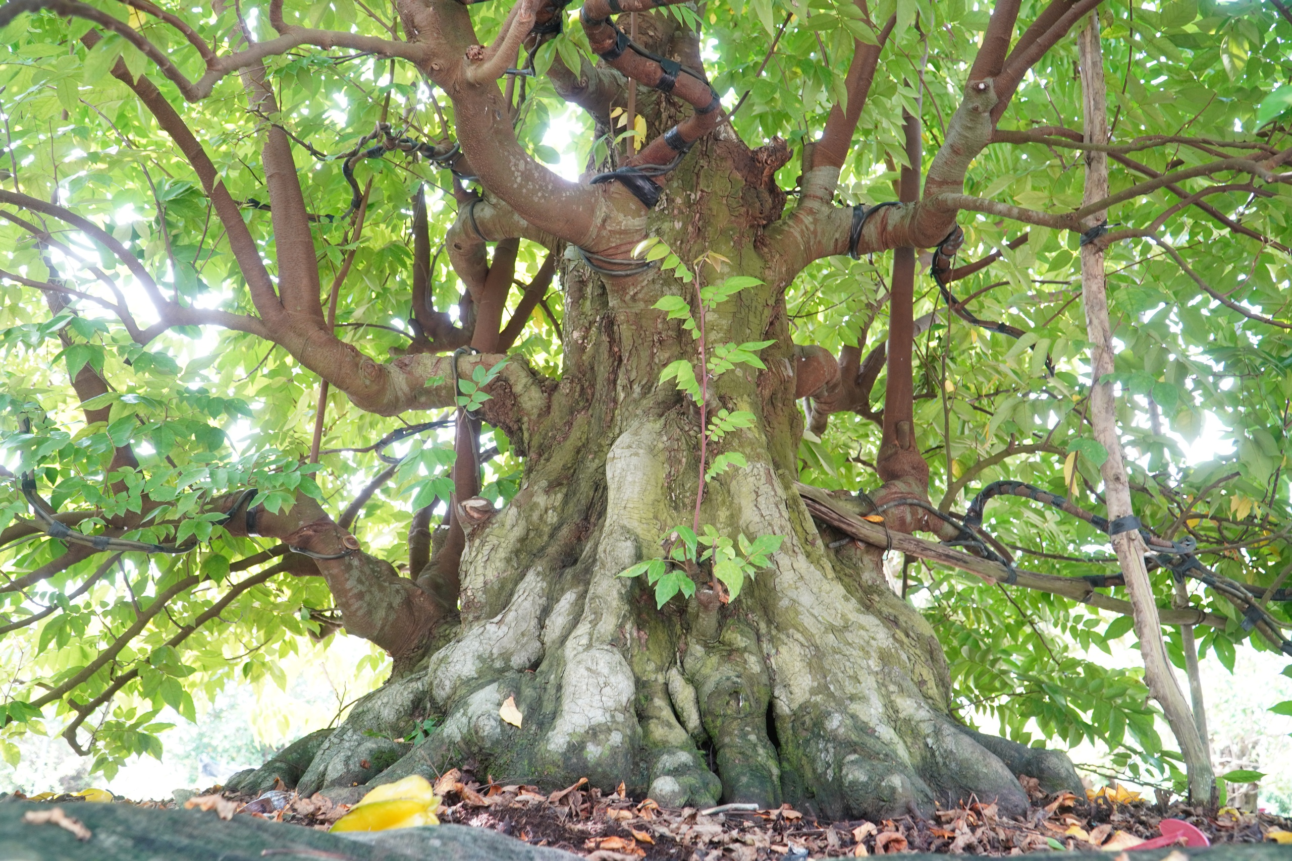 Vườn bonsai tiền tỉ khởi nguồn từ thú chơi mai tết - Ảnh 6.