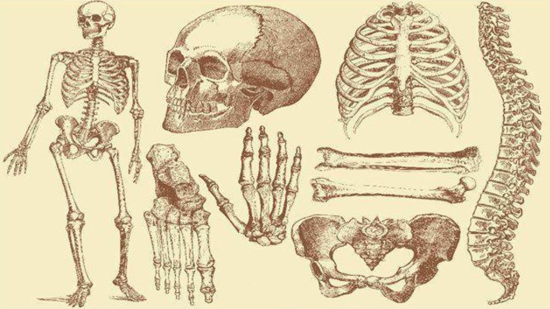 Con người sở hữu 206 khúc xương, nhưng người Trung Quốc lại chỉ có 204 khúc? Hai khúc xương bị thiếu đã đi đâu?- Ảnh 2.