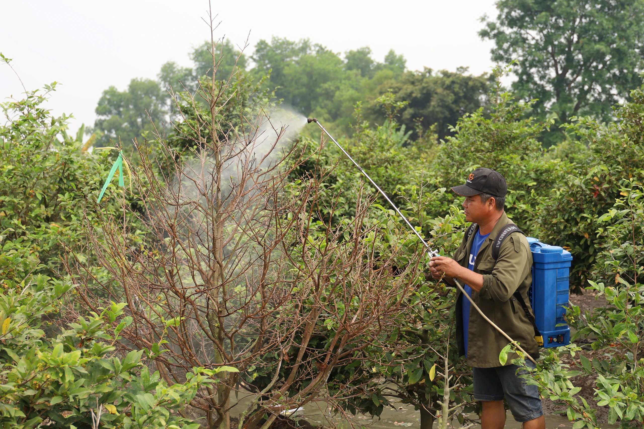 Một địa phương tại TPHCM “lên sóng” bán mai vàng hỗ trợ nông dân - Ảnh 7.