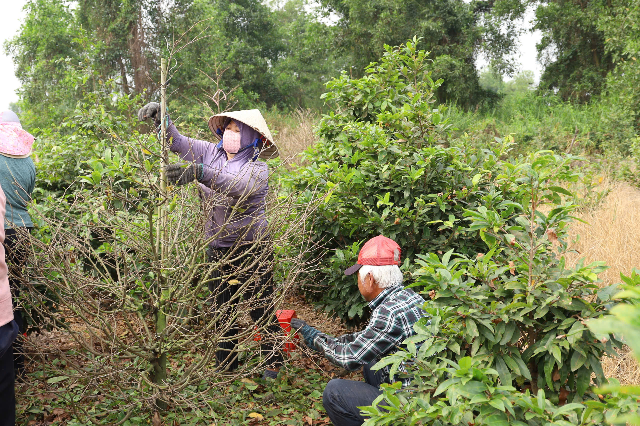 Một địa phương tại TPHCM “lên sóng” bán mai vàng hỗ trợ nông dân - Ảnh 10.