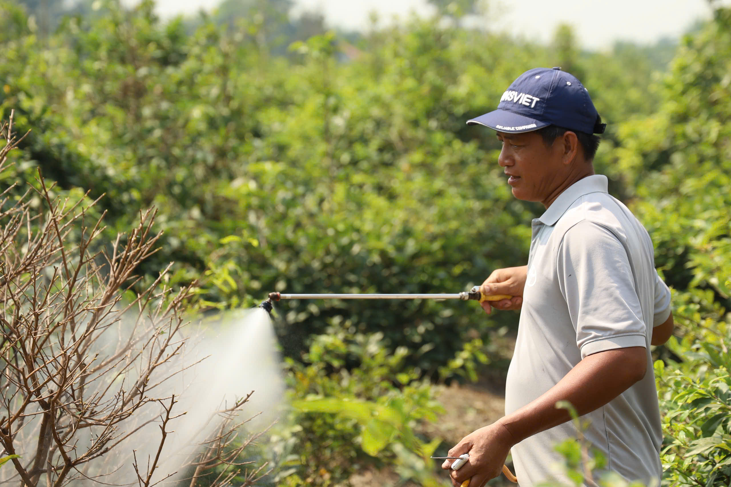 Một địa phương tại TPHCM “lên sóng” bán mai vàng hỗ trợ nông dân - Ảnh 11.