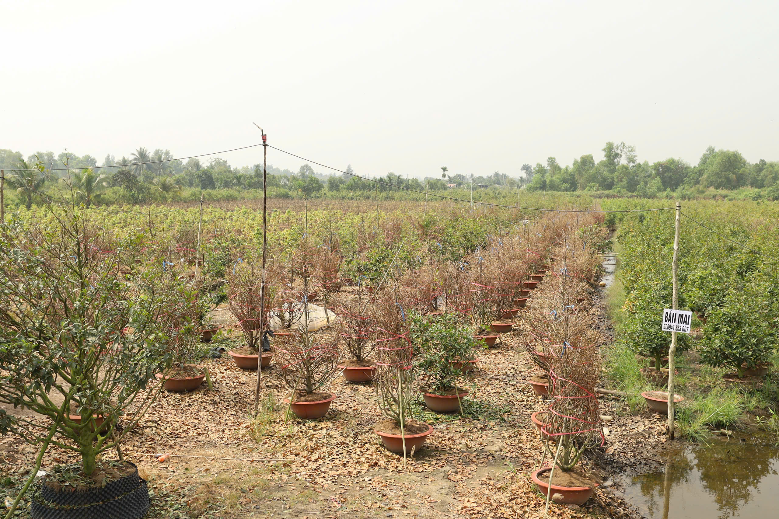 Một địa phương tại TPHCM “lên sóng” bán mai vàng hỗ trợ nông dân - Ảnh 12.